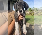 Small Photo #1 Great Dane Puppy For Sale in PENSACOLA, FL, USA