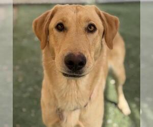 Venus - Female Labrador Retriever Dog for Adoption - Photo #2