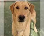 Small Photo #2 Labrador Retriever Puppy For Sale in San Diego, CA, USA