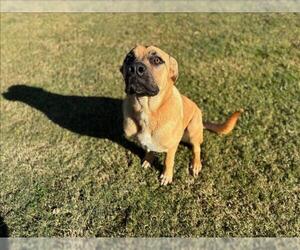 Mastiff-Unknown Mix Dogs for adoption in Grovetown, GA, USA