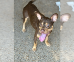 Small #3 Chihuahua Mix