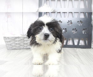 Shih Tzu Puppy for sale in MARIETTA, GA, USA