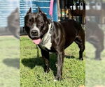 Small #2 American Staffordshire Terrier Mix