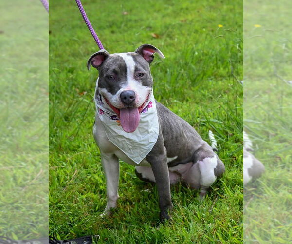 Medium Photo #2 American Pit Bull Terrier Puppy For Sale in Glen Allen, VA, USA