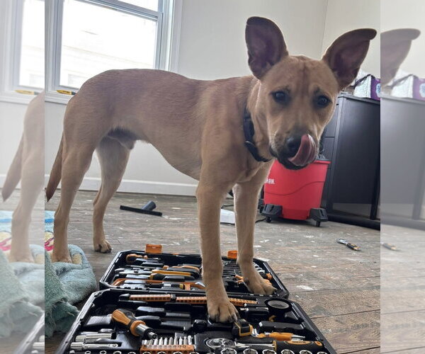 Medium Photo #4 Mutt Puppy For Sale in Germantown, OH, USA