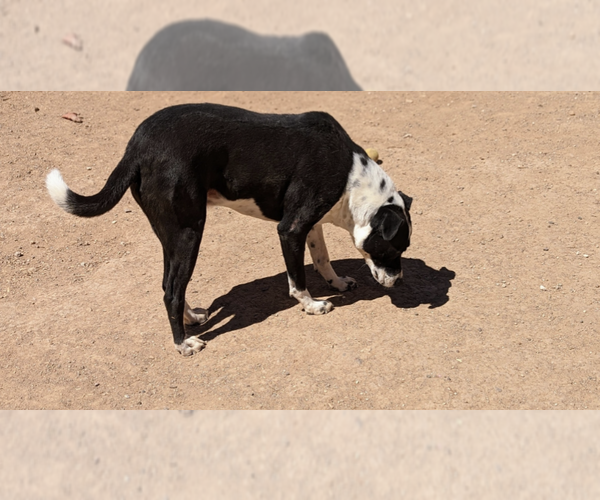 Medium Photo #1 Border Collie-Unknown Mix Puppy For Sale in Pena Blanca, NM, USA