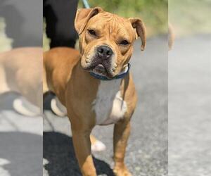 American Staffordshire Terrier-Chinese Shar-Pei Mix Dogs for adoption in Canfield, OH, USA