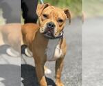 Small American Staffordshire Terrier-Chinese Shar-Pei Mix