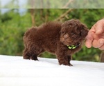 Small #9 ShihPoo