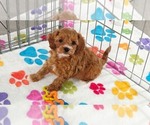 Small #9 Cavapoo (Miniature)-Poodle (Toy) Mix