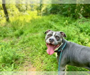 American Pit Bull Terrier Dogs for adoption in Charlotte, NC, USA