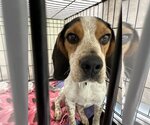 Small Photo #2 Beagle-Unknown Mix Puppy For Sale in Bridgewater, NJ, USA