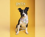 Small #5 Staffordshire Bull Terrier Mix
