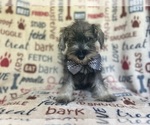 Small #4 Schnauzer (Miniature)