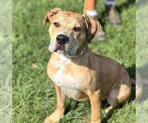 American Pit Bull Terrier-Unknown Mix Dogs for adoption in Germantown, OH, USA