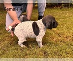 Small #2 German Shorthaired Pointer