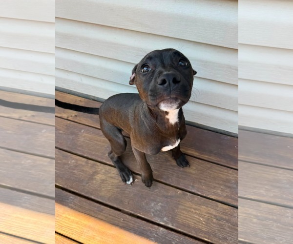 Medium Photo #3 American Staffordshire Terrier-Unknown Mix Puppy For Sale in Holly Springs, NC, USA