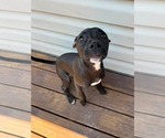 Small #2 American Staffordshire Terrier Mix