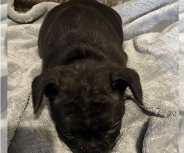 Medium Photo #17 French Bulldog Puppy For Sale in OCALA, FL, USA