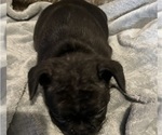 Small #16 French Bulldog