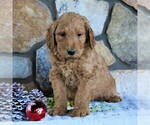 Small Photo #2 Goldendoodle-Poodle (Standard) Mix Puppy For Sale in KINZERS, PA, USA