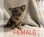 Small Photo #3 Chihuahua Puppy For Sale in BLUE SPRINGS, MO, USA