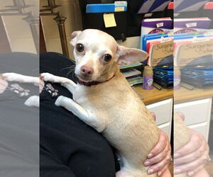 Medium Chihuahua