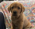 Small #2 Labrador Retriever