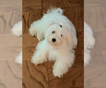 Small Photo #1 Maltipoo Puppy For Sale in ALEXANDRIA, VA, USA