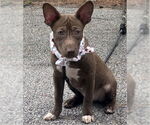 Small American Staffordshire Terrier