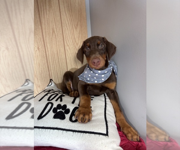 Medium Photo #6 Doberman Pinscher Puppy For Sale in GREENFIELD, IN, USA