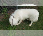 Small #6 Great Pyrenees Mix