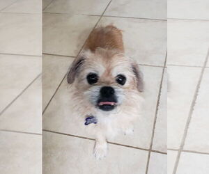 Shih Tzu-Unknown Mix Dogs for adoption in Gulfport, MI, USA