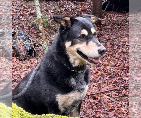 Medium Photo #11 Mutt Puppy For Sale in Bellingham, WA, USA