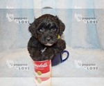 Small Photo #3 Australian Shepherd-Poodle (Toy) Mix Puppy For Sale in SANGER, TX, USA