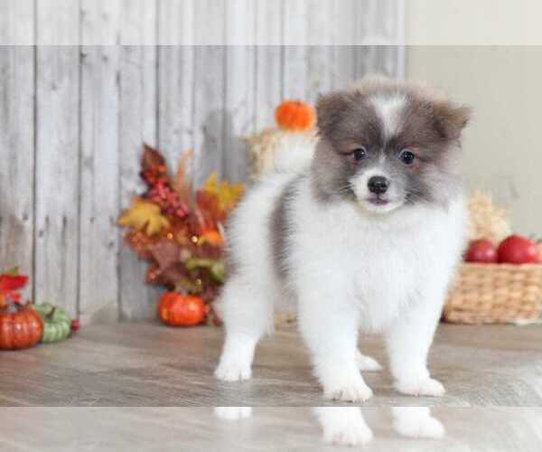 Medium Photo #3 Pomeranian Puppy For Sale in MOUNT VERNON, OH, USA