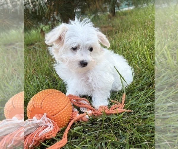 Medium Photo #4 Maltese Puppy For Sale in MIDDLEBURY, IN, USA