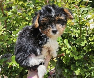 Yorkshire Terrier Puppy for sale in SARASOTA, FL, USA