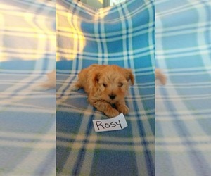 Maltipoo Puppy for sale in CLARKRANGE, TN, USA