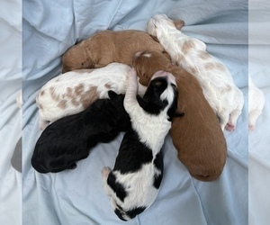 Cavapoo Litter for sale in PENSACOLA, FL, USA