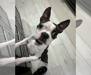 Boston Terrier Dogs for adoption in Dumont, NJ, USA