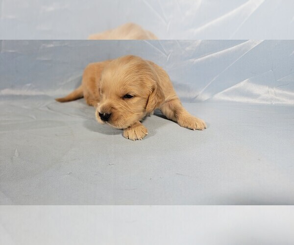 Medium Photo #7 Golden Retriever Puppy For Sale in BLACK FOREST, CO, USA