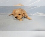 Small #6 Golden Retriever