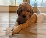 Small Photo #1 Goldendoodle Puppy For Sale in FORT COLLINS, CO, USA