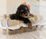Small Photo #33 Miniature Bernedoodle Puppy For Sale in AUBURNDALE, FL, USA