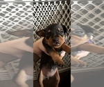 Small Photo #4 Miniature Pinscher Puppy For Sale in STERLING, MI, USA