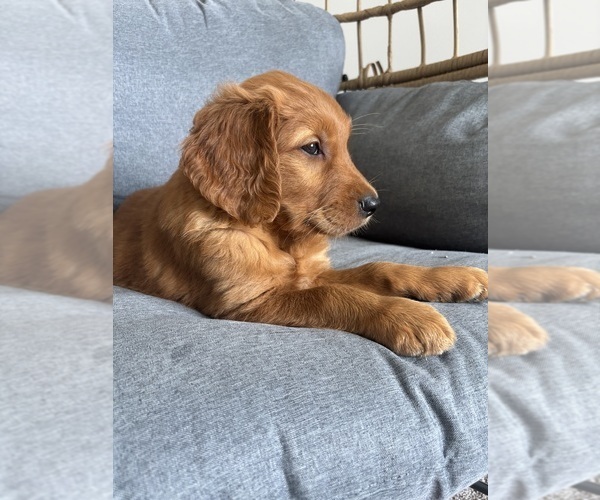 Medium Photo #5 Golden Retriever Puppy For Sale in INDIANAPOLIS, IN, USA