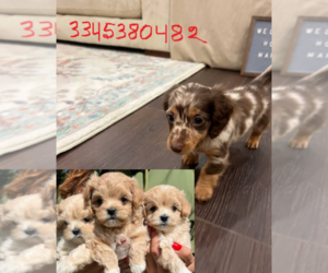 Dachshund Puppy for sale in WACO, TX, USA