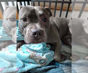 Harley - Female Mutt Dog for Adoption - Photo #5