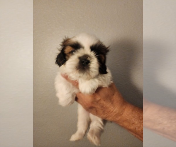 Medium Photo #1 Shih Tzu Puppy For Sale in WESLEY CHAPEL, FL, USA